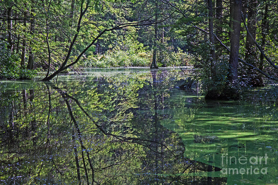 Reflections at Trap pond Photograph by Robert Pilkington