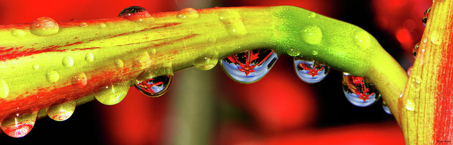 Reflections - Flowers In A Raindrop 001 Panorama Photograph by George Bostian