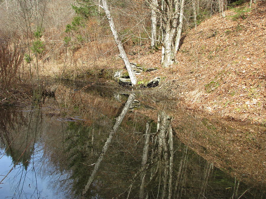Reflections in a beaver pond Photograph by David Hand