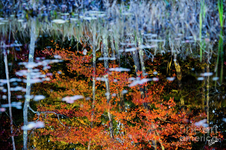 Reflections in a Bog Photograph by Alana Ranney