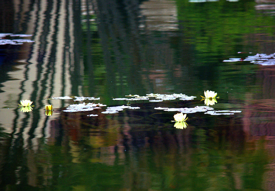 Reflections in a Lily Pad Pond Photograph by Lori Seaman