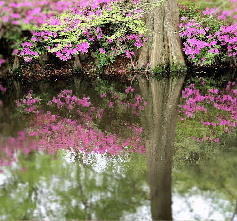 Flower Photograph - Reflections In A Pond  by Cathy Harper