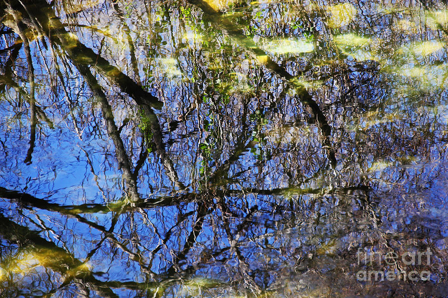 Reflections in a Pond Photograph by David Frederick