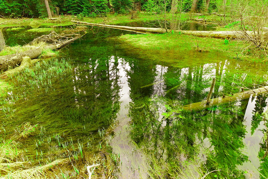 Reflections In A Pond Photograph