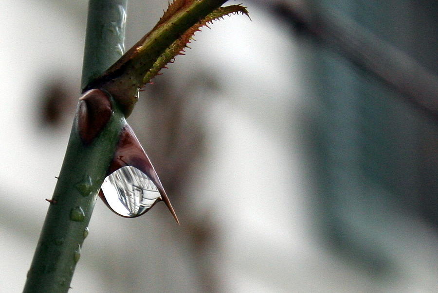Reflections in a Rain Drop Photograph by Valerie Collins