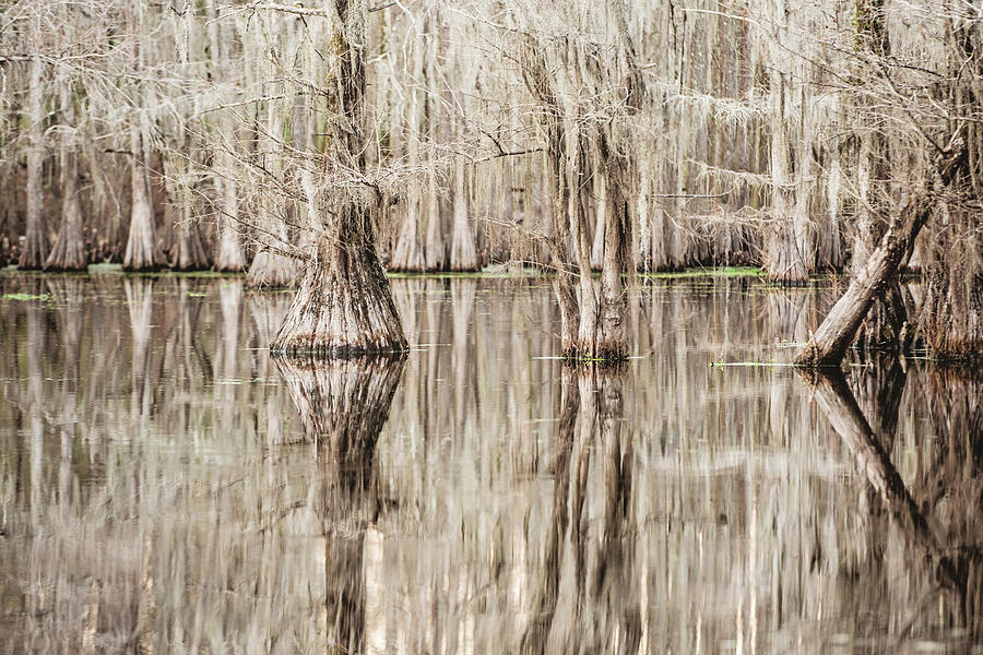 Reflections in Black Bayou Swamp Photograph by Scott Pellegrin