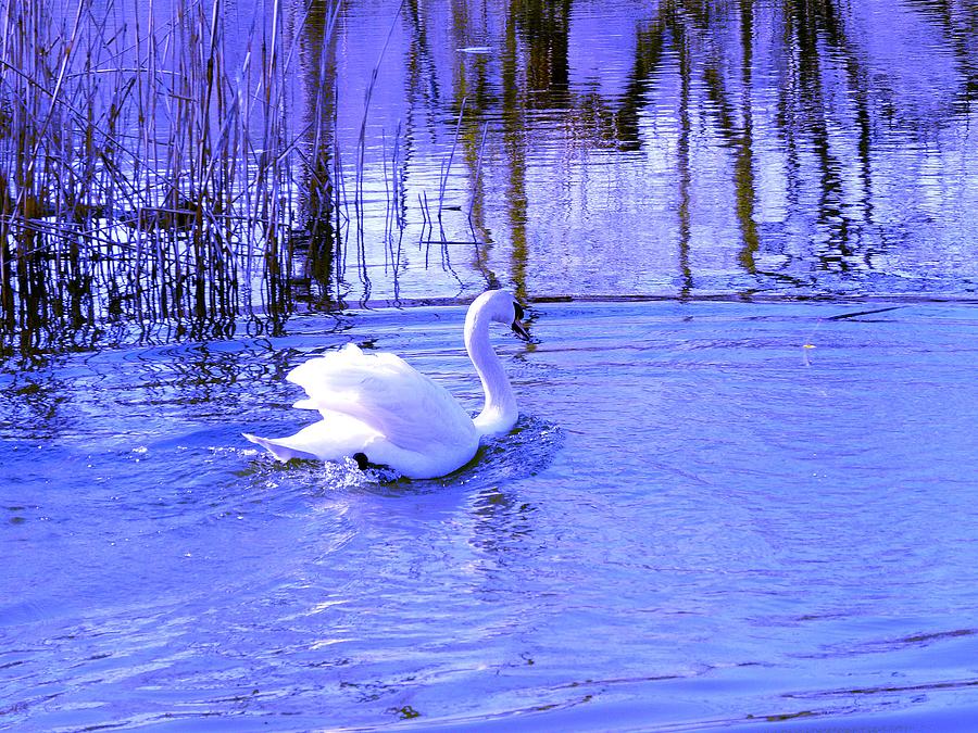 Swan Photograph - Reflections In Blue by Kendall Eutemey