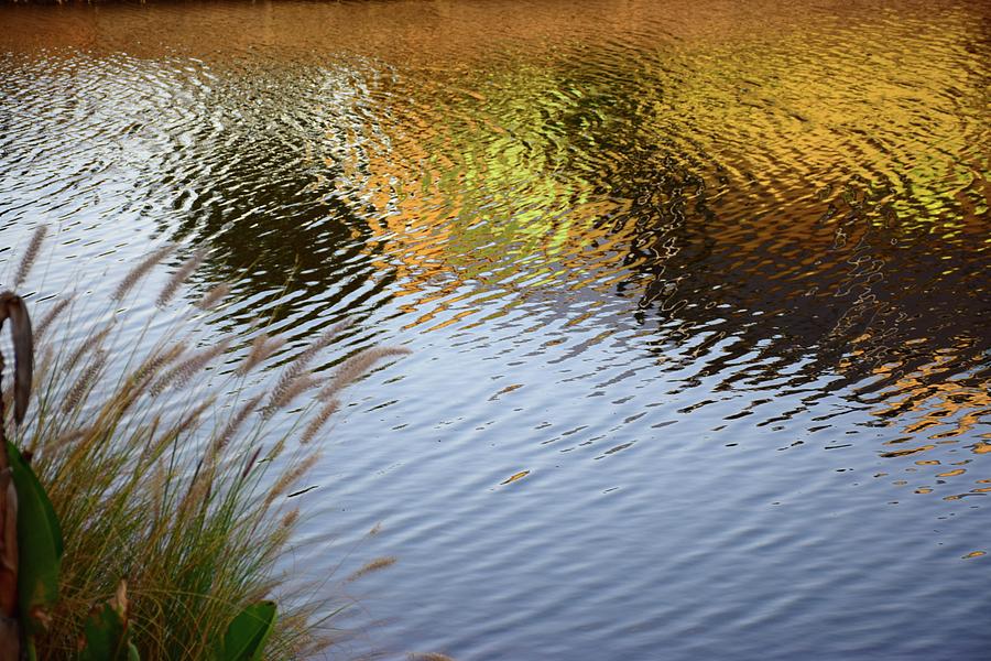 Reflections In Gold Photograph by Florene Welebny