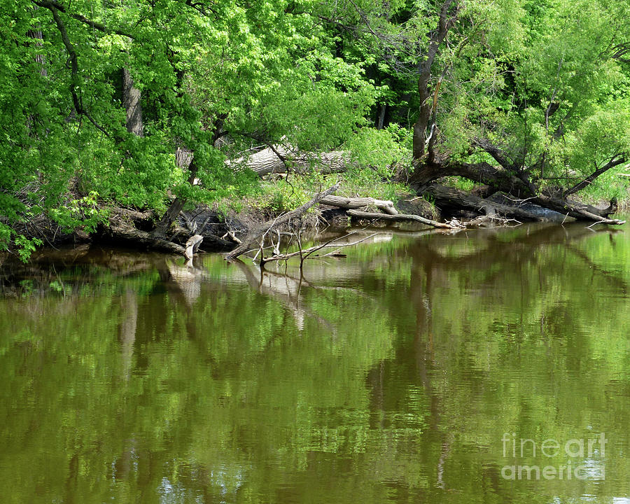 Nature Photograph - Reflections in green by Paula Joy Welter