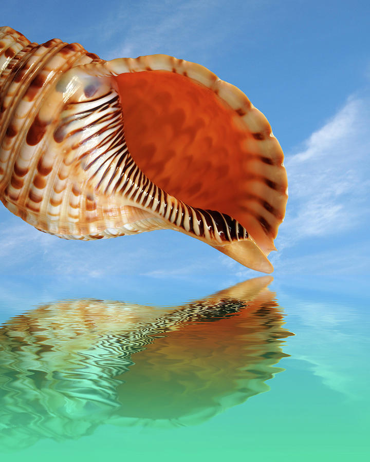 Reflections in Paradise Vertical Trumpet Triton Shell Photograph by Gill Billington