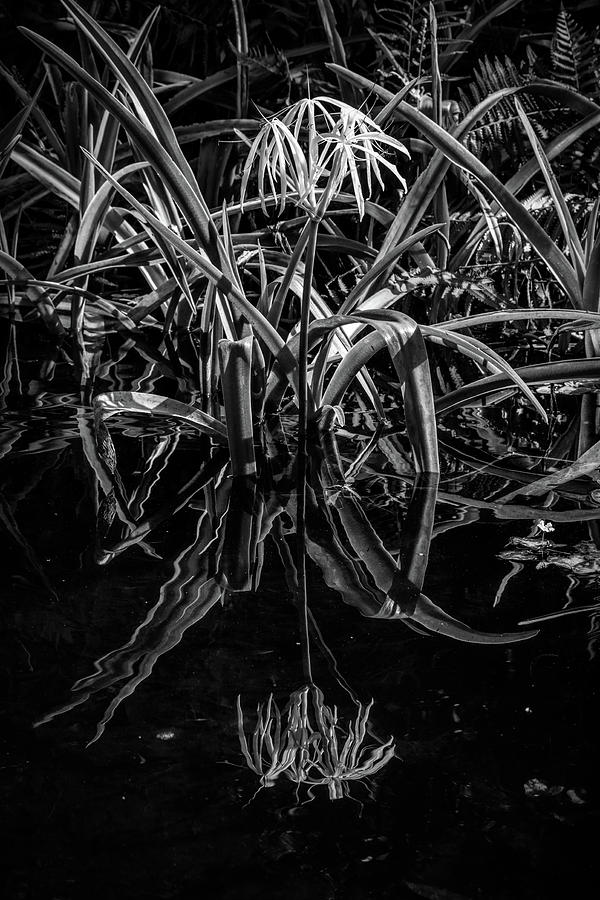Reflections in the Black Water Photograph by Debra and Dave Vanderlaan
