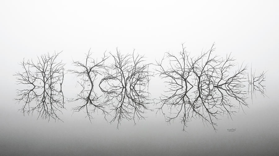 Reflections in the Fog Photograph by Crystal Socha