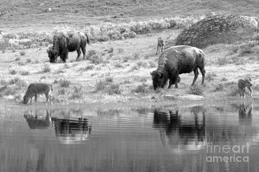 Reflections In The Meadow Black And White Photograph by Adam Jewell