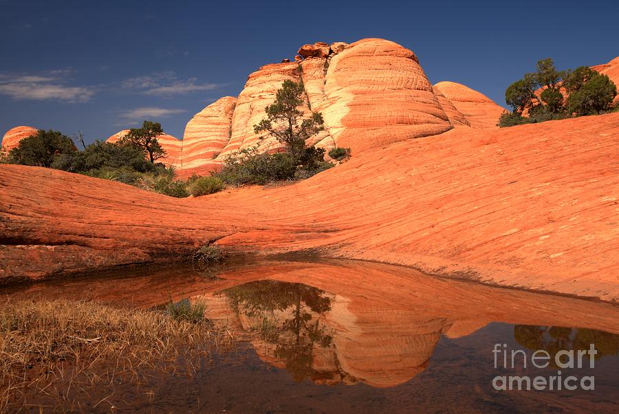 Reflections In The Oasis Photograph by Adam Jewell