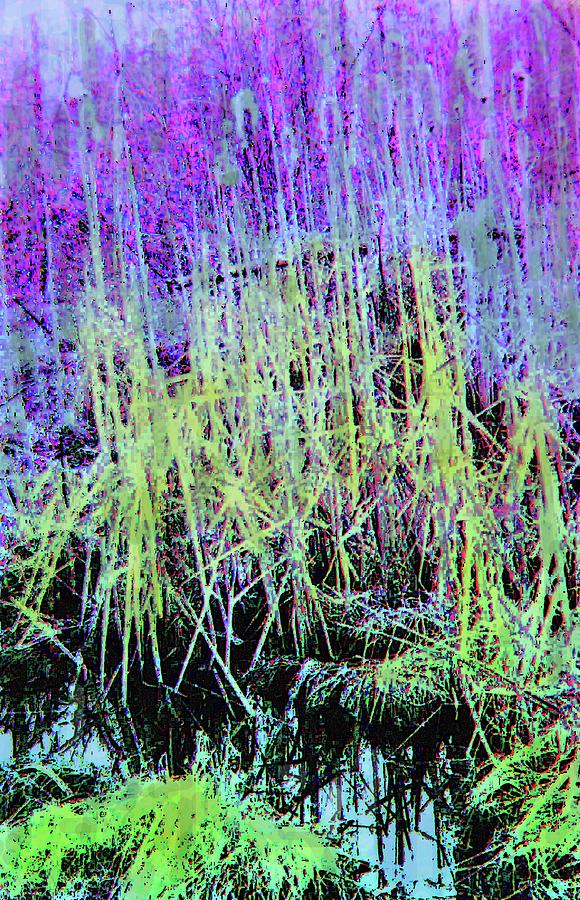 Reflections In The Pond Digital Art by Ian  MacDonald