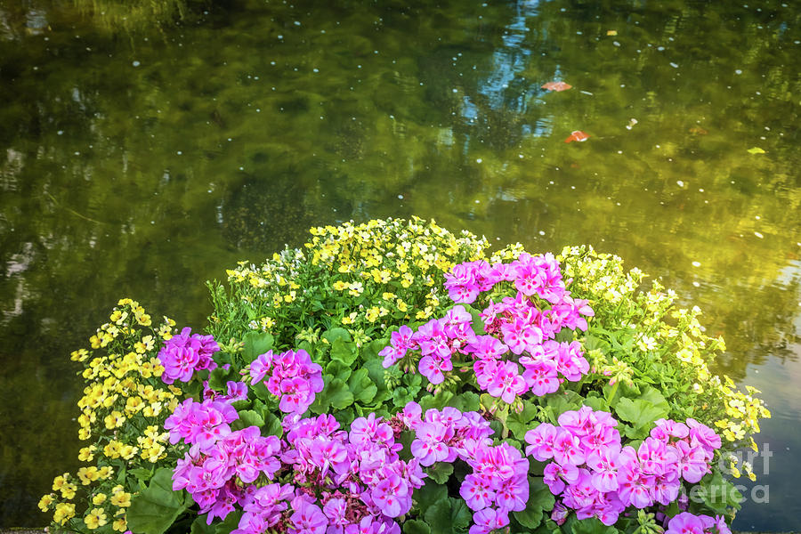 Reflections in the pond Photograph by Marina Usmanskaya