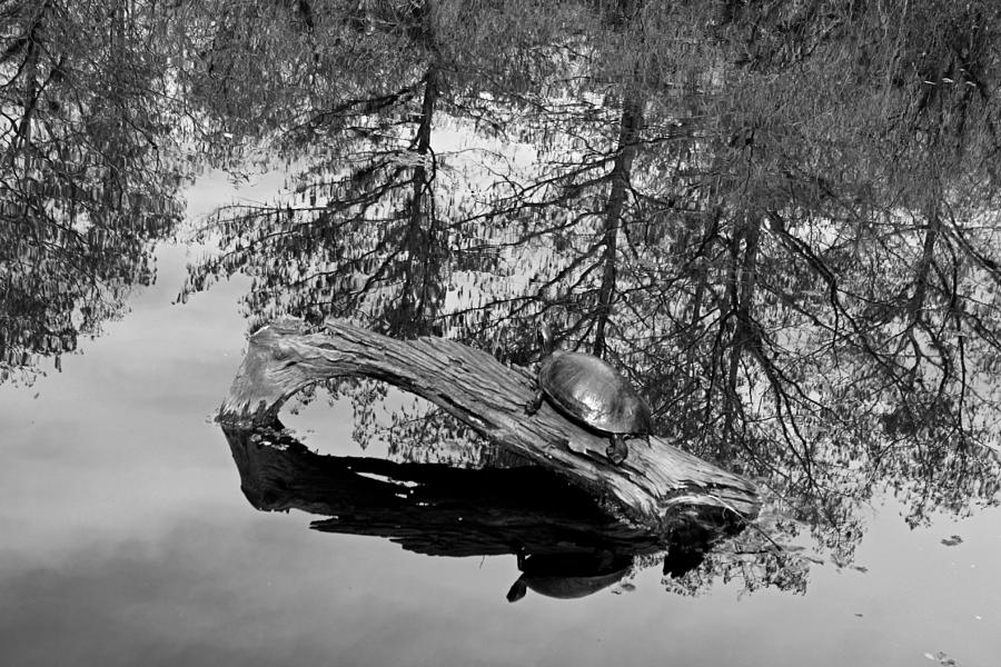Reflections in the Slough Photograph by Michiale Schneider