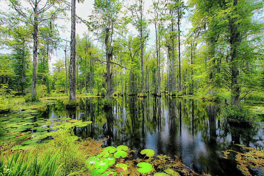 Reflections in the Swamp Photograph by Dan Carmichael