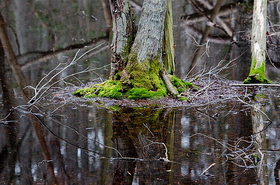 Reflections in the swamp Photograph by Mark Carosiello