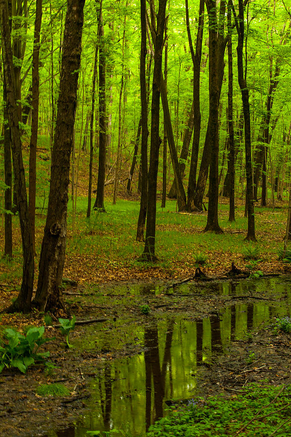 Reflections In The Woods Photograph by Karol Livote