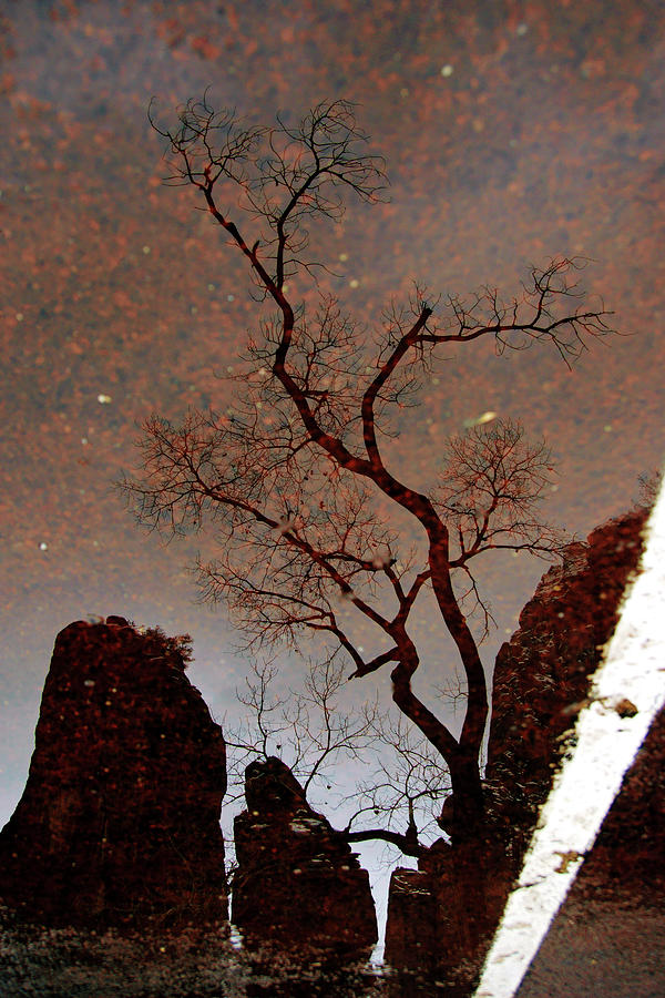 Reflections in Zion Photograph by Daniel Woodrum