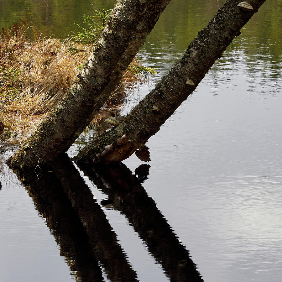 Reflections. Liesijoki Photograph by Jouko Lehto
