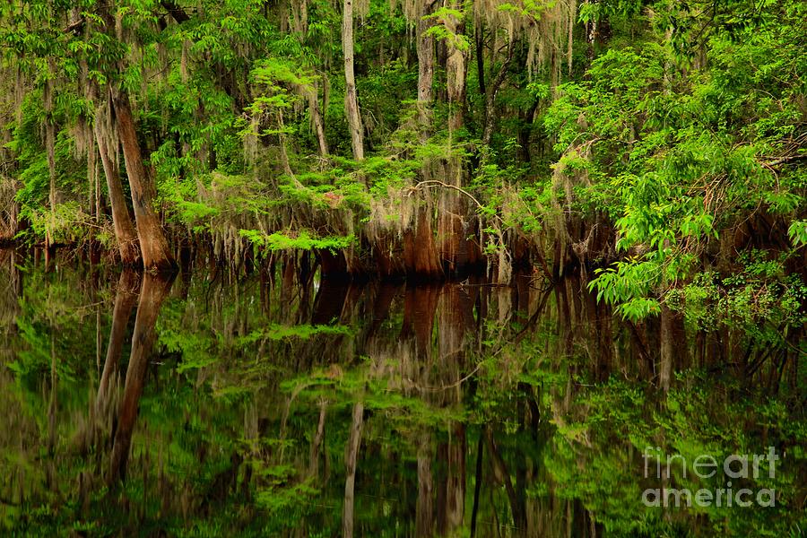 Reflections Near The Suwannee River Photograph by Adam Jewell