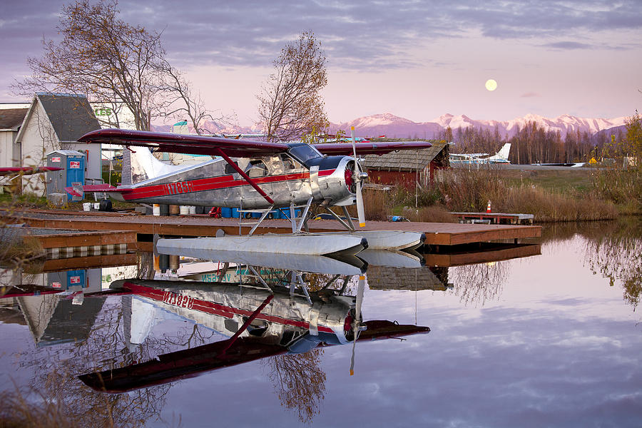 Anchorage Photograph - Reflections of a Beaver by Tim Grams