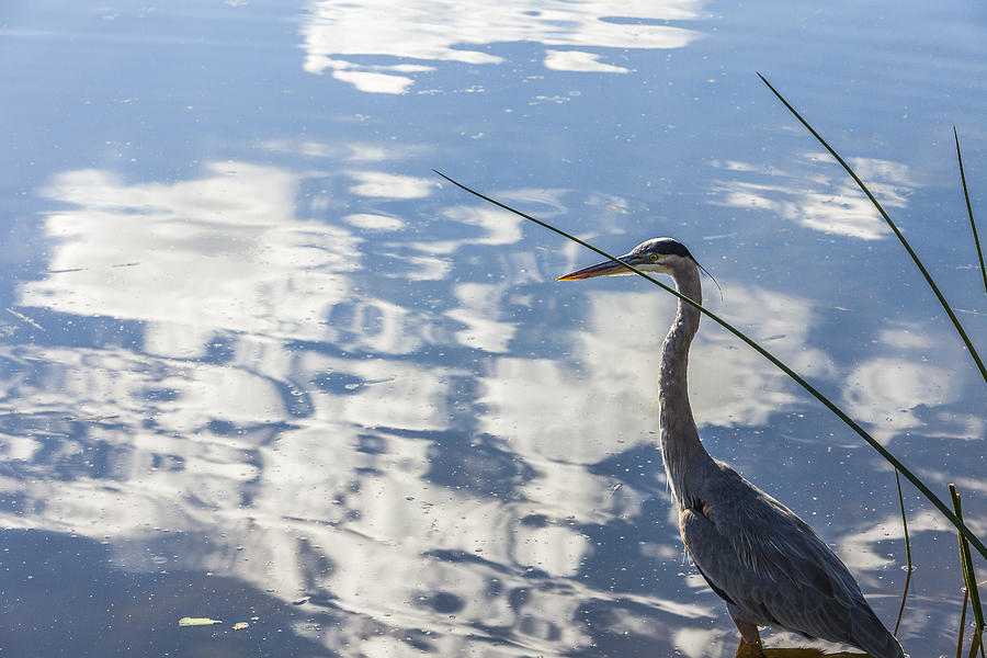 Reflections of a Bird Photograph by Jon Glaser