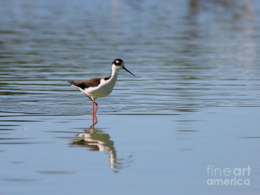 Reflections of a Black Necked Stilt 2 Photograph by Wingsdomain Art and Photography