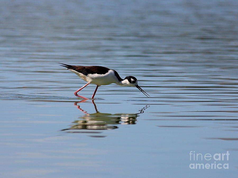 Reflections of a Black Necked Stilt Photograph by Wingsdomain Art and Photography