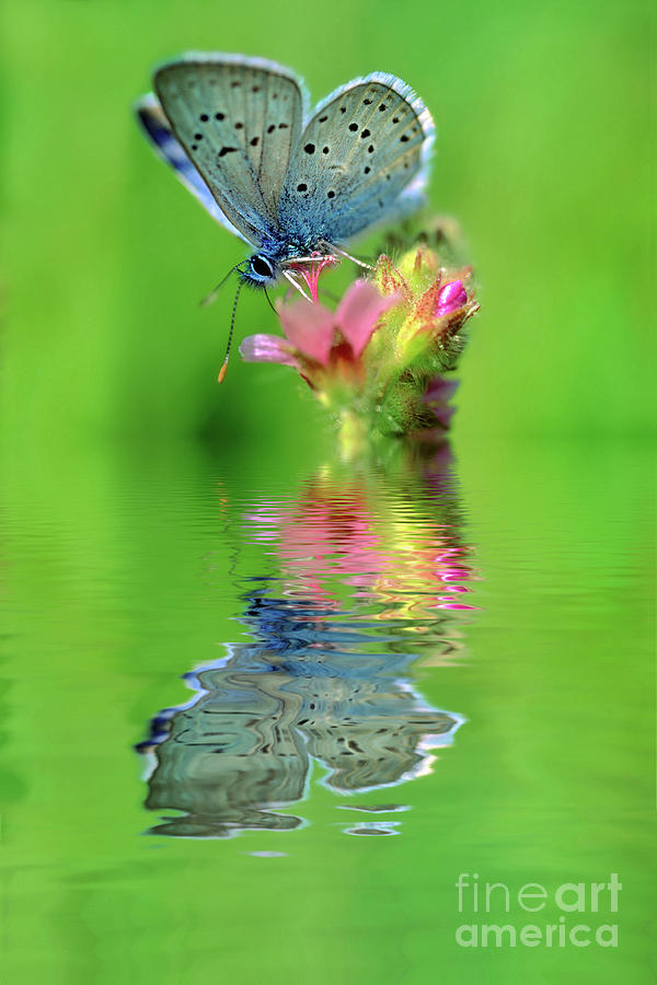 Reflections of a Blue Copper Butterfly Photograph by Wernher Krutein