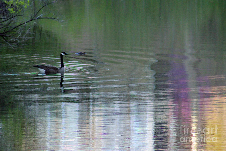 Reflections of a Canada Goose Photograph by Karen Adams