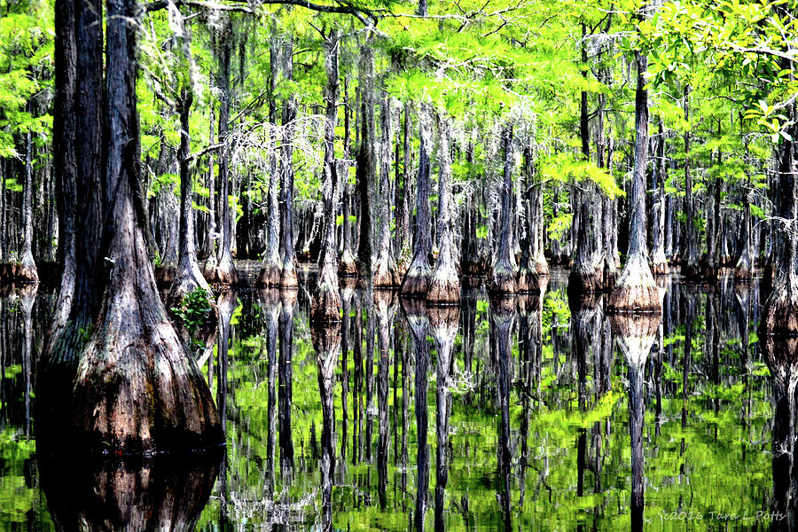 Reflections of a Cypress Forest Photograph by Tara Potts