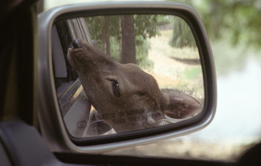 Reflections of a Deer Photograph by Wanda Brandon