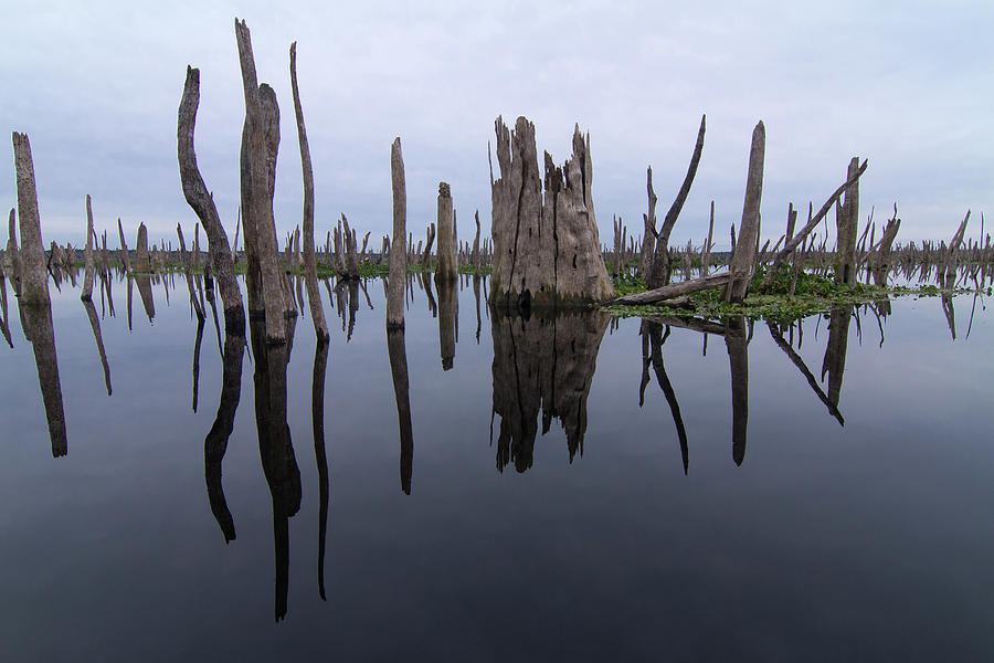 Reflections of a Drowned Forest Photograph by Paul Rebmann