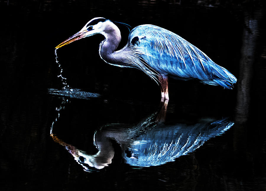 Reflections of a Great Blue Heron #1 Photograph by Mindy Musick King