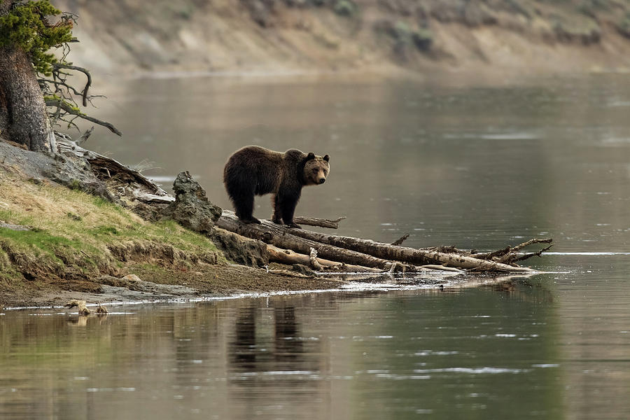 Reflections of a Grizzly Photograph by Sandy Sisti