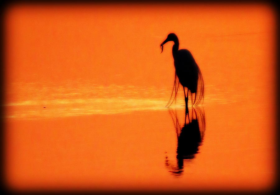 Reflections of a Heron Photograph by Suzanne DeGeorge