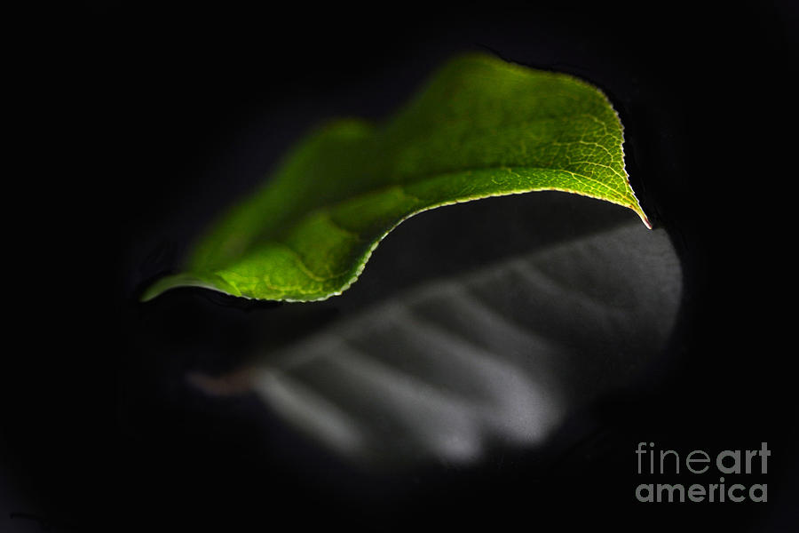 Reflections Of A Leaf Photograph by Dan Holm
