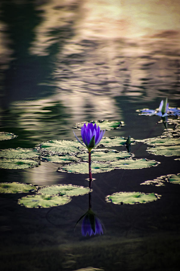 Reflections Of A Lilly Photograph