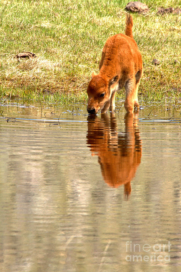 Reflections Of A Lone Red Dog Photograph by Adam Jewell