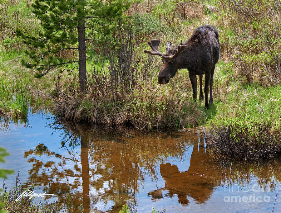 Rocky Mountain National Park Photograph - Reflections of a Moose by Bon and Jim Fillpot
