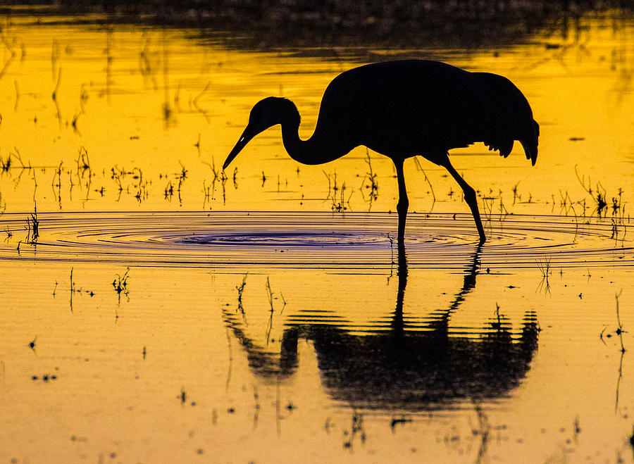 Reflections of a Sandhill Crane #1 Photograph by Mindy Musick King