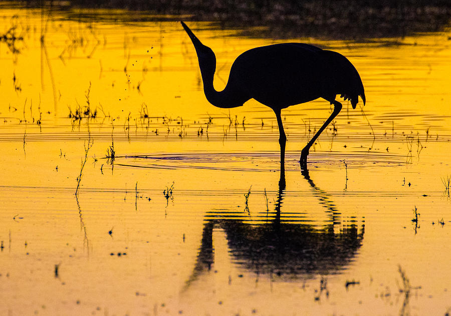 Reflections of a Sandhill Crane #2 Photograph by Mindy Musick King