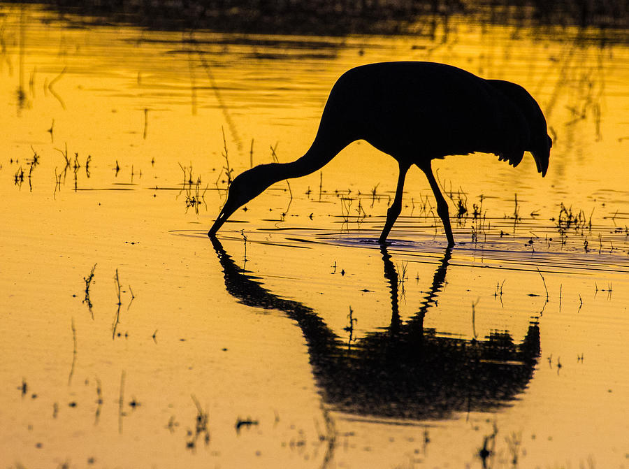 Reflections of a Sandhill Crane #3 Photograph by Mindy Musick King