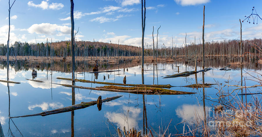 Reflections of a Swamp Photograph by Rod Best