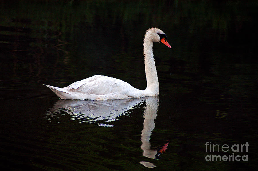 Reflections Of A Swimming Swan Photograph by Clayton Bruster