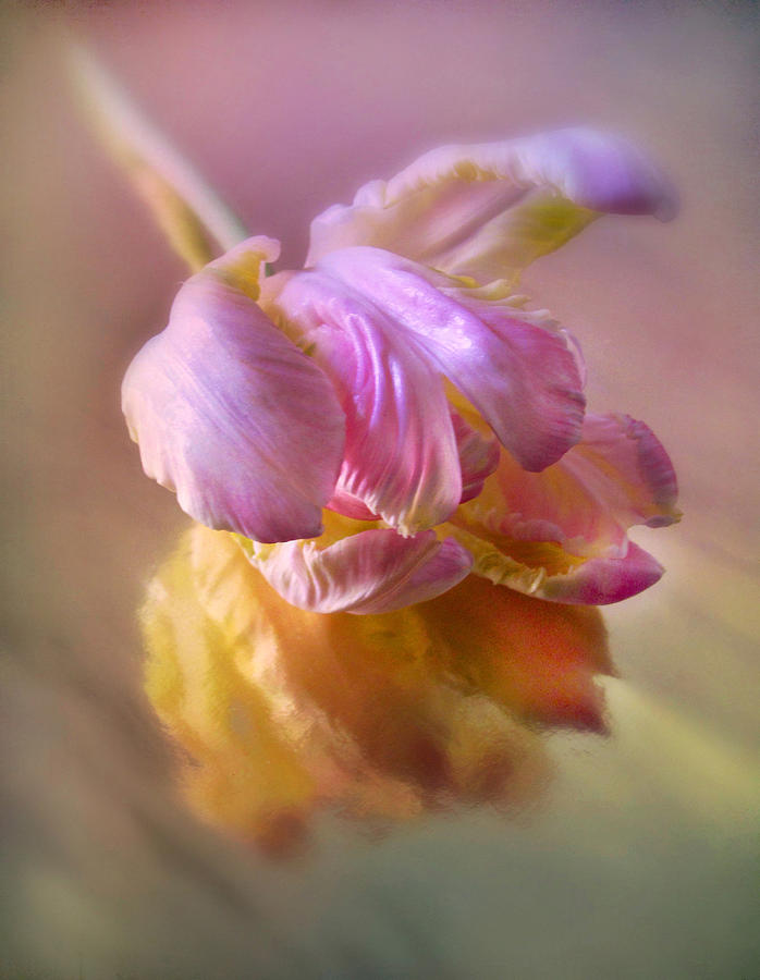 Reflections of a Tulip Photograph by Jessica Jenney