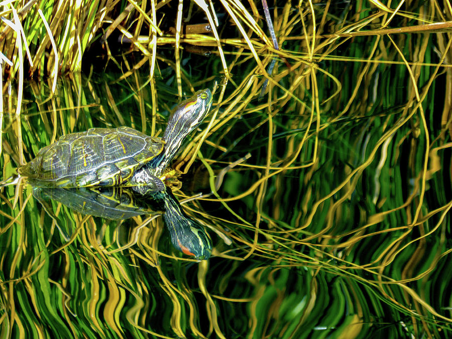 Reflections Of A Turtle Photograph by Kimo Fernandez